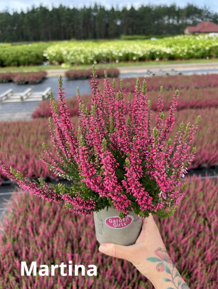 Каллуна обыкновенная Мартина